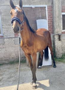 Selle français 2 ans