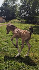 Poney français de selle