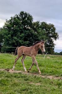 Poney français de selle