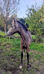 Colt French Saddle Pony For sale 2025 Buckskin
