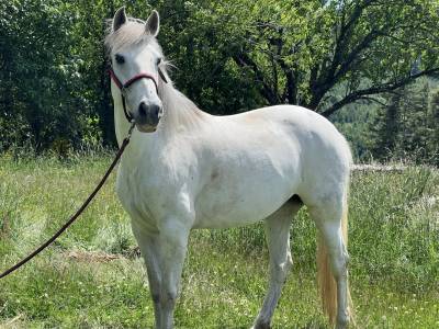 Yegua lusitano en venta 2012 tordo