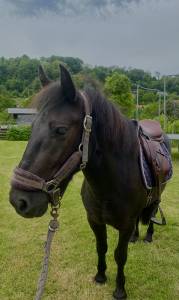 Poney à vendre 