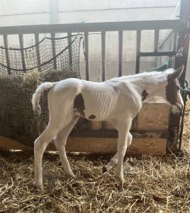 Emerald van ´t ruytershof hengstveulen te koop