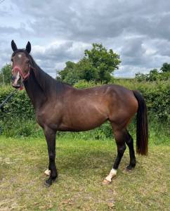 A vendre pouliniere ps saillie par etalon sf 