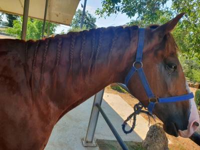 Vendesi cavallo da reining stallone 