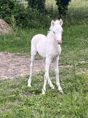 Pouliche welsh part bred