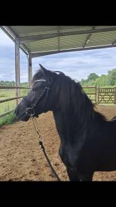 Muffin d'ash : saillie étalon dartmoor