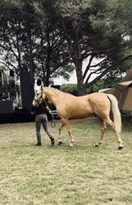 Hongre palomino à vendre