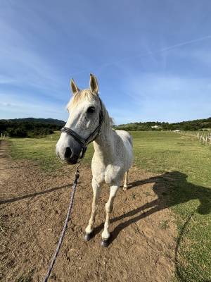Gelding French Saddle Pony For sale 2009 Grey