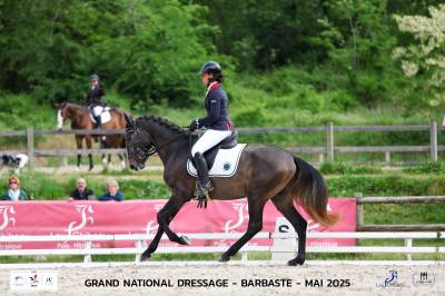 Cheval lusitanien