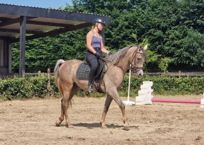 Hongre psa égyptien débourré de 3 ans 