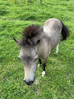 Ponette shetland de 2 ans 
