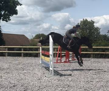 Poney d welsh cob