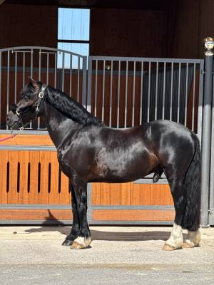 Poney d welsh cob