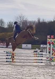 Caballo castrado silla francés en venta 2024 bayo por conte bellini