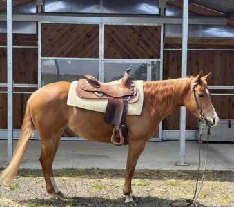 Quarter horse - 6 ans