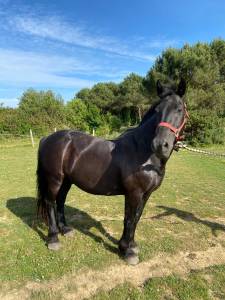 Vends cheval merens 18 ans
