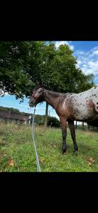 Petit cheval à vendre 