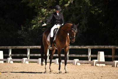 Chic Hongre Hanovrien 10 ans 1,73m Dressage 