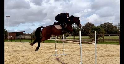 Jument 8 ans (quinoto bois margot)