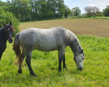 Connemara hongre 2 ans