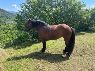 Chevaux trait
