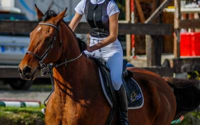 Cheval de 20 ans pour pré retraite