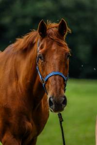 Cheval de 21 ans pour retraite