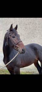 A vendre hongre 7 ans