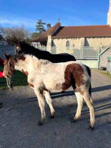 Poulain pie sport