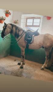 P.r.e stallone andaluso 