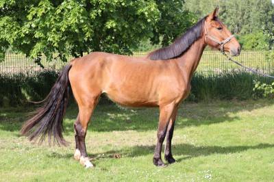 Hongre de 4 ans sf par ad unaniem