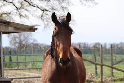 Hongre de 4 ans sf par ad unaniem