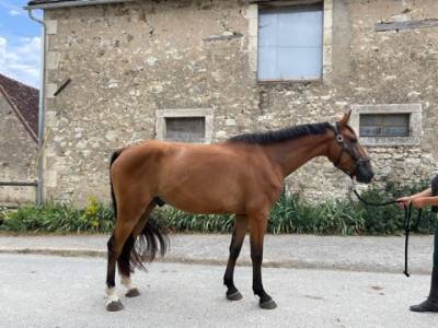 Hongre de 4 ans sf par ad unaniem