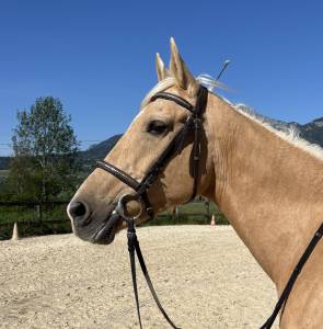 Jument 11 ans  loisirs pleins papiers , top dressée 