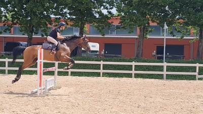 Cavallo salto ostacoli 125