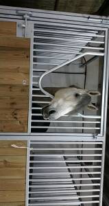 Cheval