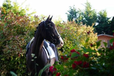 Caballo castrado Silla Francés En venta 2021 Negro