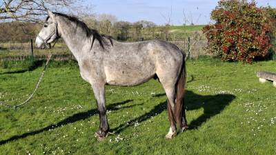 Caballo castrado silla francés en venta 2022 tordo por master van de helle