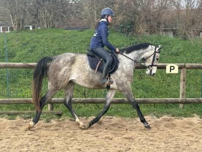 Gelding selle français for sale 2022 grey