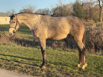 Hongre sfo 4 ans par master van de helle