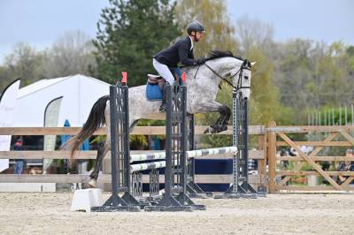 Gelding selle français for sale 2022 grey