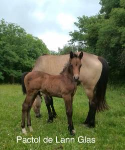 Poulain connemara part bred