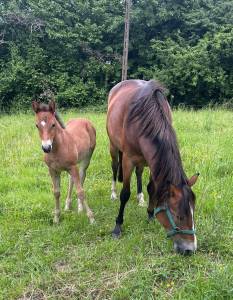 Pouliche connemara part bred 