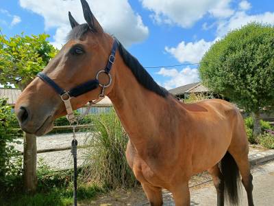 Mare 6y glasgow