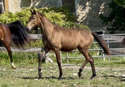 Pouliche cdf d'exception