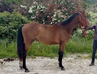 Pouliche 2 ans z