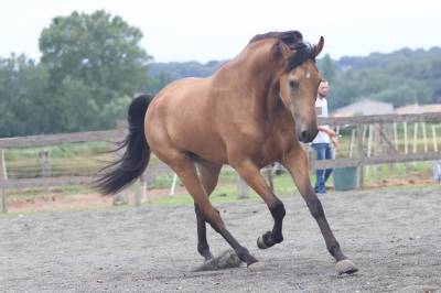  à vendre – capricho, hongre cruzado de 4 ans ½ 