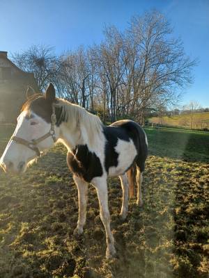 A vendre pouliniere