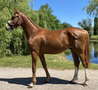 Mâle de 2 ans selle français 